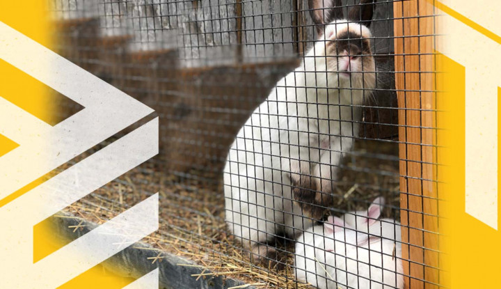 How to make an enclosure for rabbits? - Blog